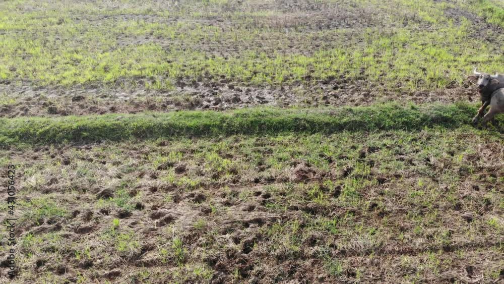 Aerial view water buffalo group on rice field grassland animal industry Aerial view water buffalo group on rice field grassland animal industry