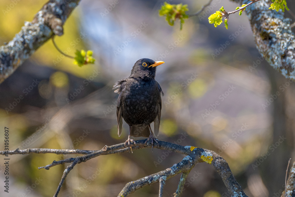 eine Amsel sitz auf einen ast und lässt die flügel hängen eine Amsel sitz auf einen ast und lässt die flügel hängen