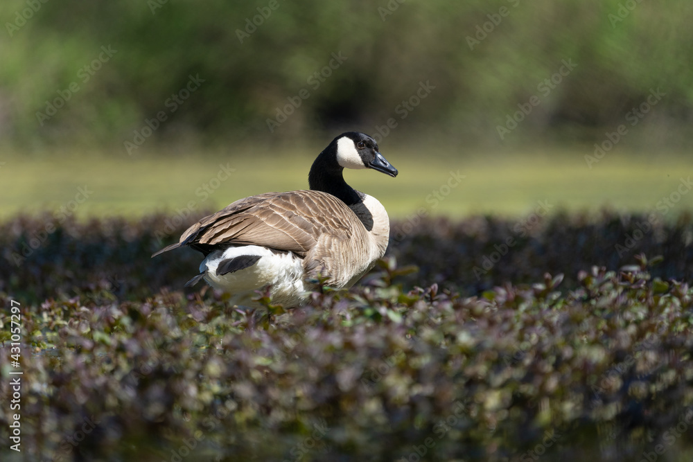 eine Kanadagans sitzt auf dem Seeplanzen eine Kanadagans sitzt auf dem Seeplanzen
