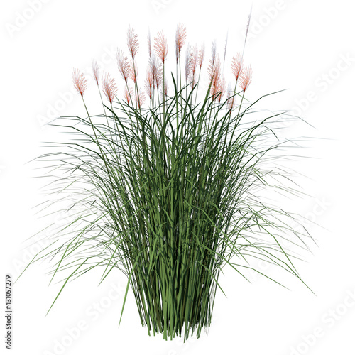 Top view of Plant (Vetiver Chrysopogon zizanioides) Tree white background 3D Rendering Ilustracion 3D photo