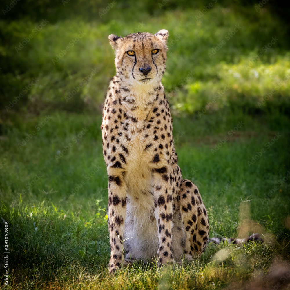 Cheetah Big Cat Sitting Facing Looking Forward Cheetah Big Cat Sitting Facing Looking Forward