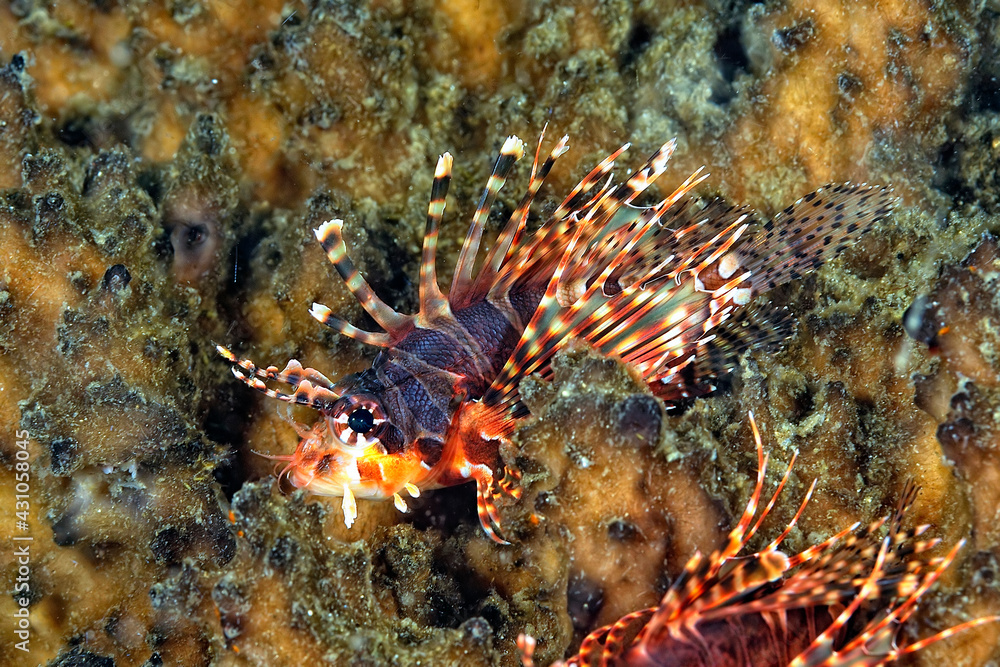 A picture of zebra lionfish A picture of zebra lionfish