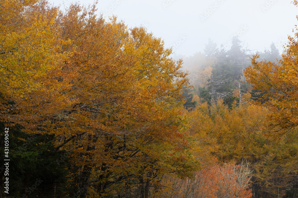 Fototapeta premium Mountain with morning clouds and mist