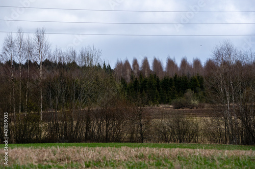 Photography rural landscape with electric wires and trees without leaves