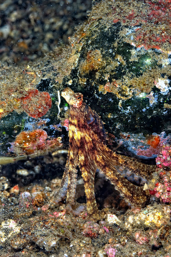 A picture of a coconut octopus