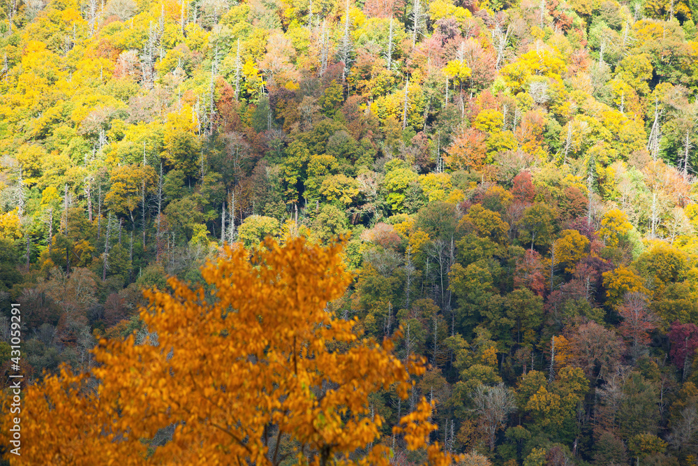 Fall trees in the mountains