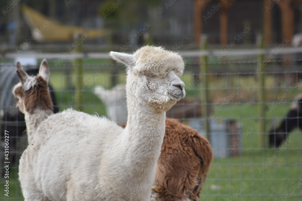 Fototapeta premium Llamas enjoying breakfast and sunshine at the rescue sanctuary.