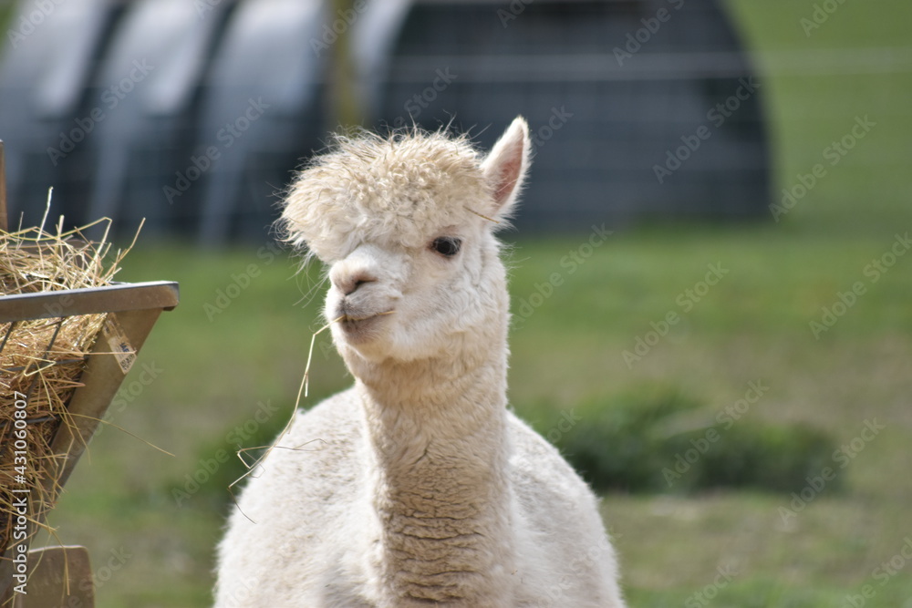 Llamas enjoying breakfast and sunshine at the rescue sanctuary. Llamas enjoying breakfast and sunshine at the rescue sanctuary.