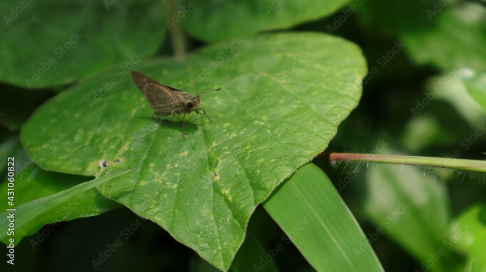 Close up of a Ceylon swift butterfly on a wild leaf Close up of a Ceylon swift butterfly on a wild leaf