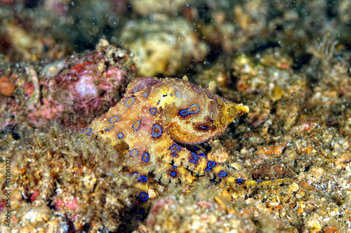 A picture of a blue ring octopus