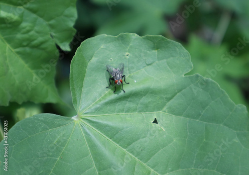 Close up of a green leaf with a flesh fly on the leaf photo