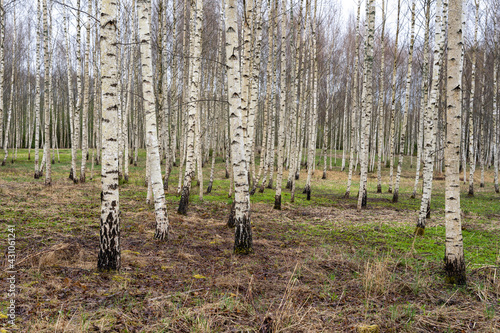 beautiful birch grove in spring when a little green grass just appears