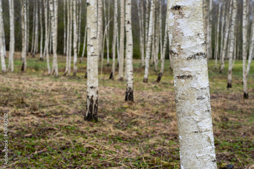 beautiful birch grove in spring when a little green grass just appears © Rolands