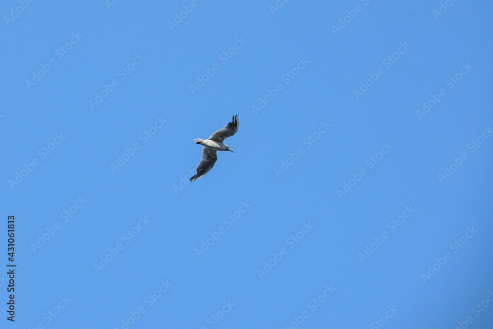 allein fliegende Möwe im Licht der untergehenden Sonne 12 allein fliegende Möwe im Licht der untergehenden Sonne 12