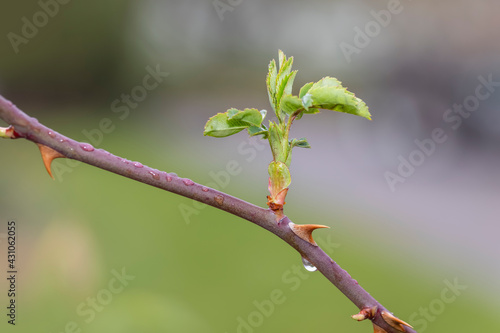 Close up shot of fresh rose plant leaves in spring time