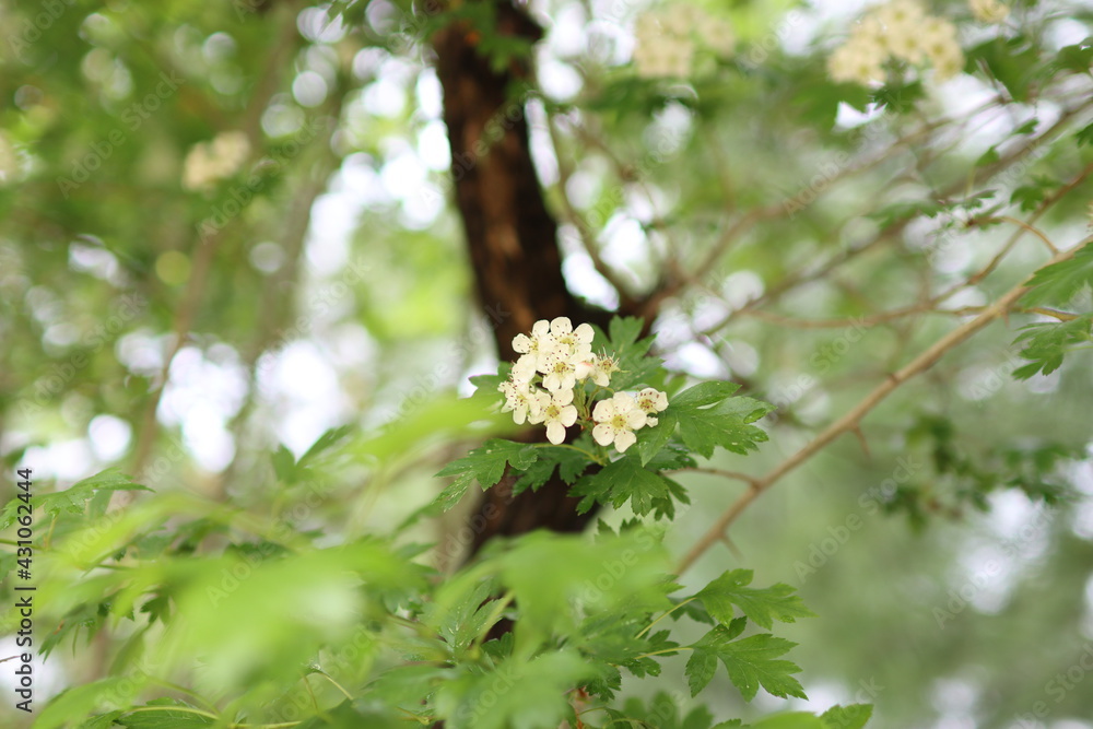 flowers flowers