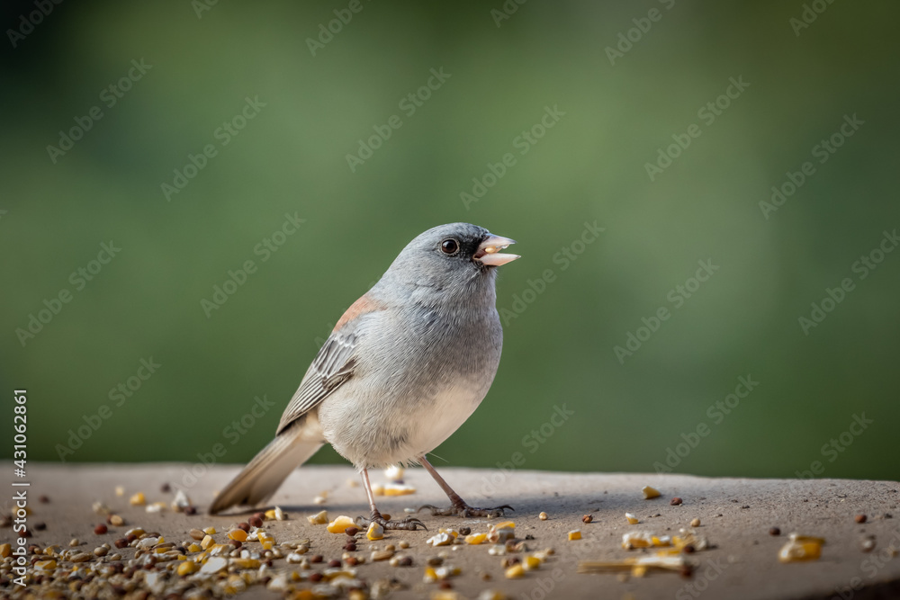 Obraz premium Dark-eyed Junco (Junco hyemalis), Red-backed variety, in Colorado
