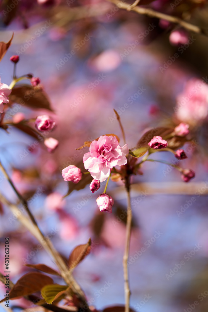 Rosa Kirschblüten mit blauem Himmel Rosa Kirschblüten mit blauem Himmel
