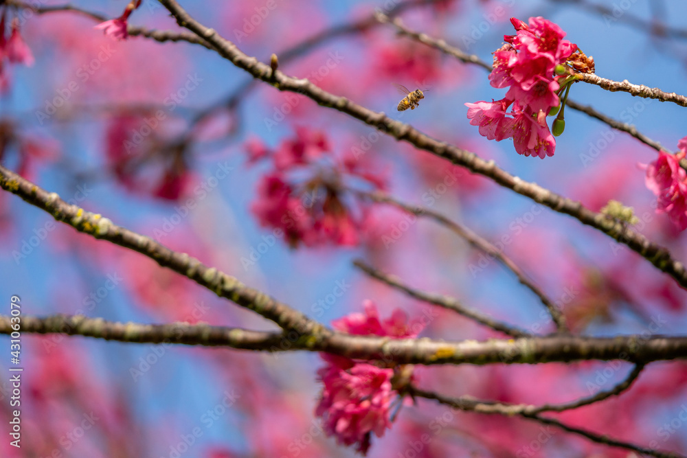 Cherry Blossom Trees In Bloom Cherry Blossom Trees In Bloom