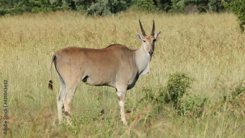 An eland antelope (Tragelaphus oryx) in natural habitat, South Africa An eland antelope (Tragelaphus oryx) in natural habitat, South Africa