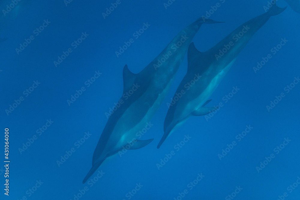 Fototapeta premium Hawaiian Bottlenose Dolphin Pod