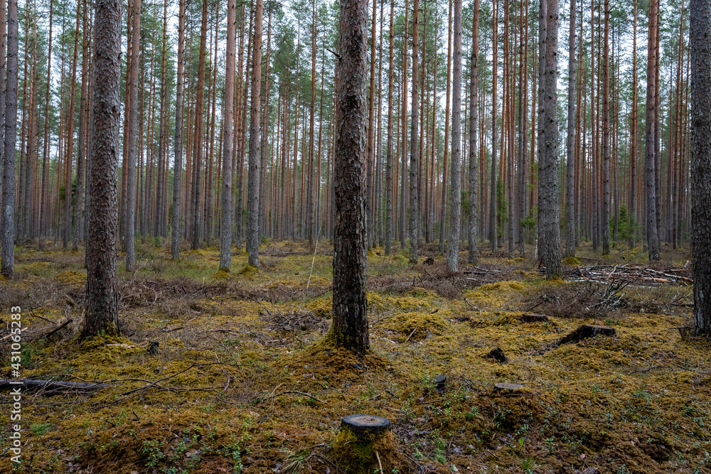 Obraz premium Latvian forest with lots of pine trees and some strains in the spring after rain