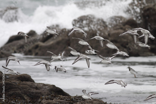 Sandelings flock in flight © Zacarias da Mata