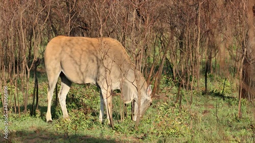 An eland antelope (Tragelaphus oryx) in natural habitat, South Africa