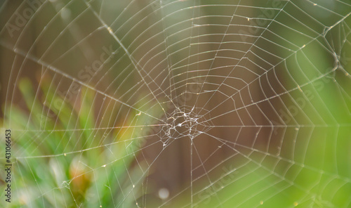 Spider web on spring branch, Spider Web against green forest background, Close-up, Selective focus