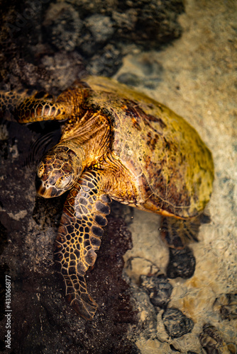 Hawaiian Green Sea Turtle 