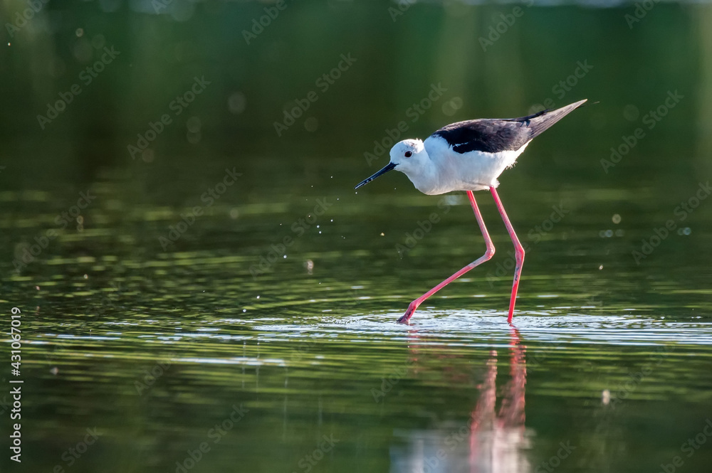 Black-winged stilt or Himantopus himantopus wades in marshland Black-winged stilt or Himantopus himantopus wades in marshland