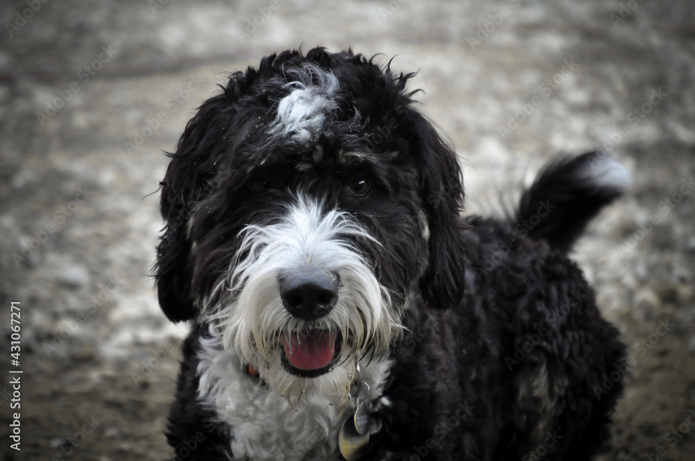 Bernedoodle face looking at the camera, Bernedoodle up close, doodle mix, large dog, curly coat, groomed dog, black and white fur, Bernerdoodle, fluffy dog, dog looking at camera Bernedoodle face looking at the camera, Bernedoodle up close, doodle mix, large dog, curly coat, groomed dog, black and white fur, Bernerdoodle, fluffy dog, dog looking at camera
