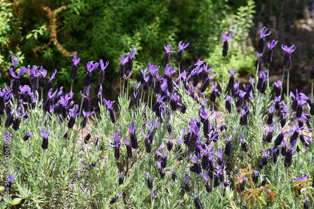 Obraz premium Pleasant fragrance Lavender is known as the