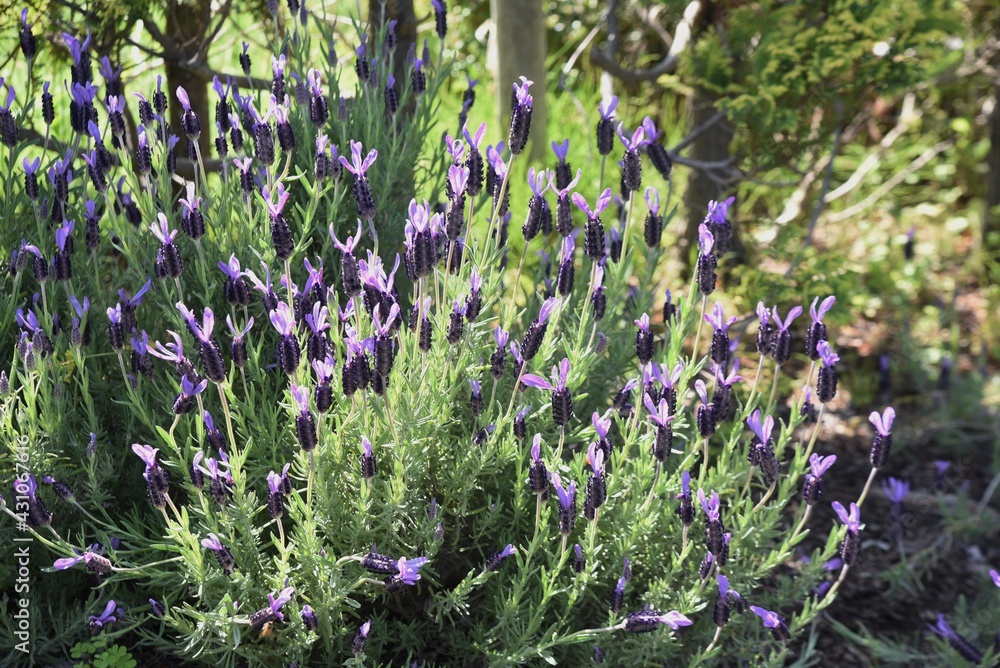 Obraz premium Pleasant fragrance Lavender is known as the