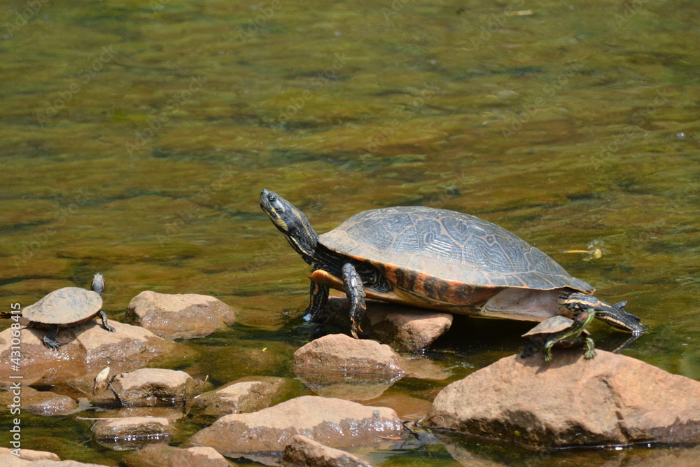 Fototapeta premium Turtle sunning on the water