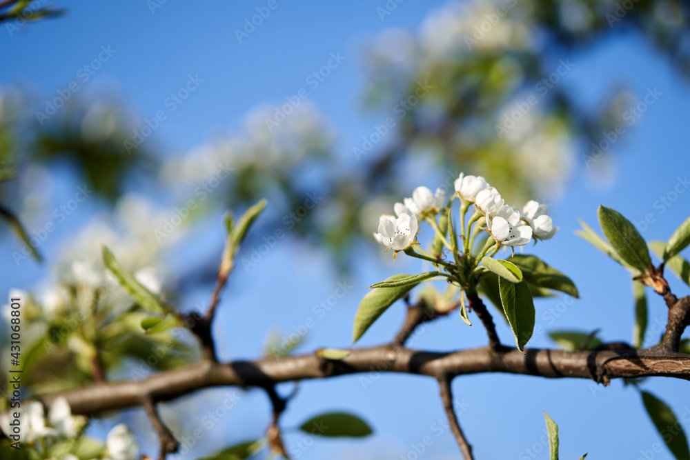 Fototapeta premium Weiße Blüten mit blauem Himmel