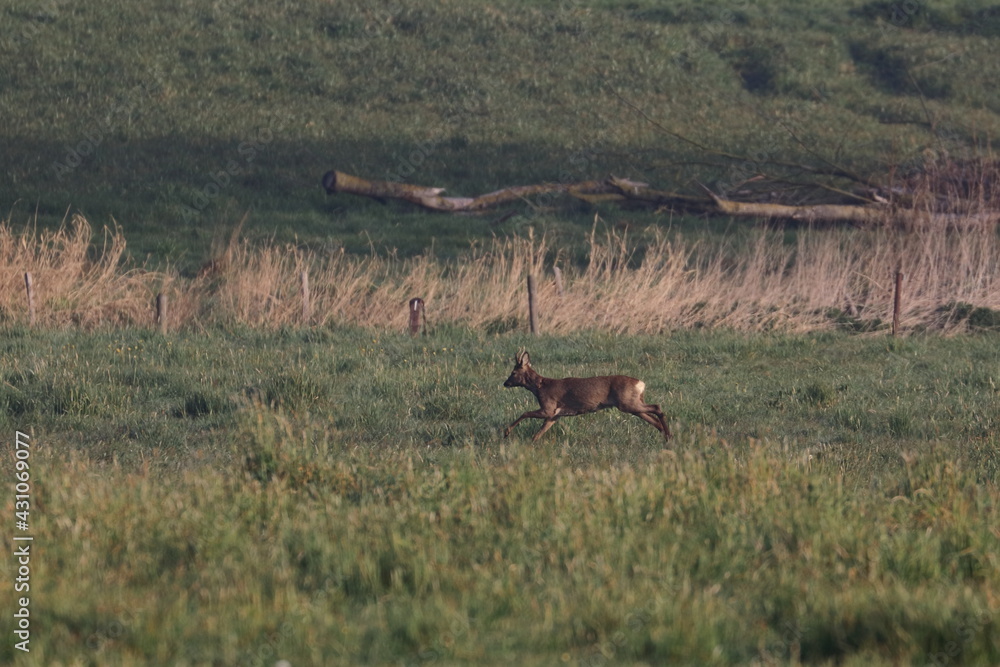 Naklejka premium roe deer