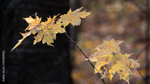gałązka drzewa ze złotymi liśćmi, kolory jesieni