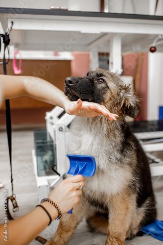 Young blond groomer brushing the German Shepherd dog at pets cosmetics salon.