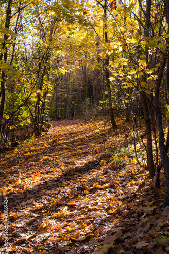 Leśna droga wśród drzew pokryta liśćmi, kolory jesieni