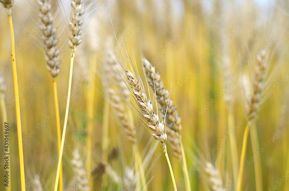 wheat harvest, cereals, rye grains, barley in summer. Agriculture, organic food production. wheat harvest, cereals, rye grains, barley in summer. Agriculture, organic food production.