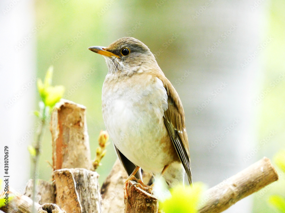 Fototapeta premium 左向きのシロハラ