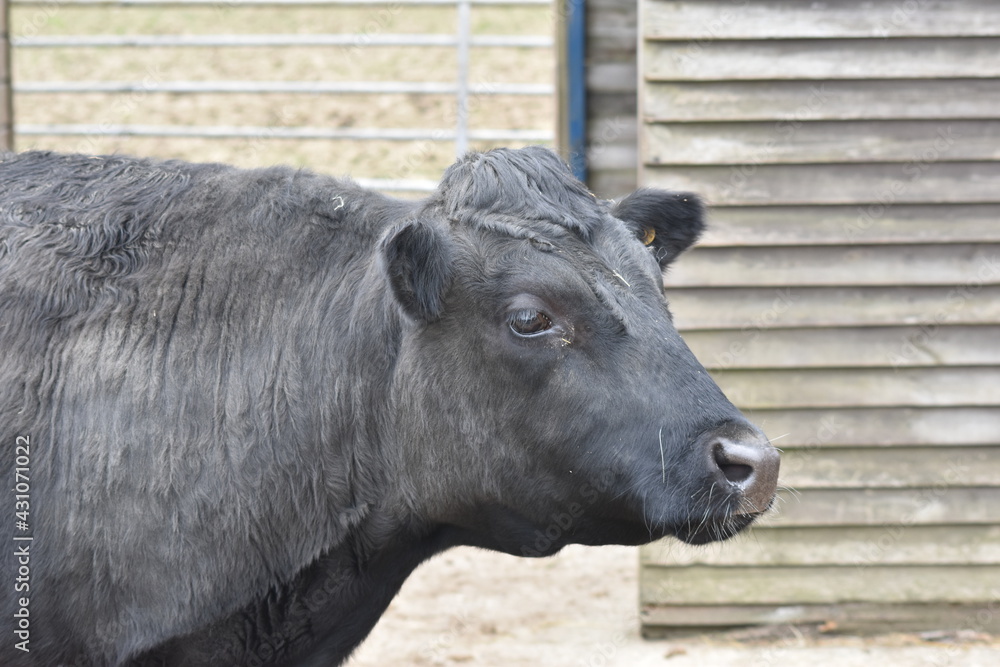 Beautiful black cow at the animal sanctuary. Beautiful black cow at the animal sanctuary.