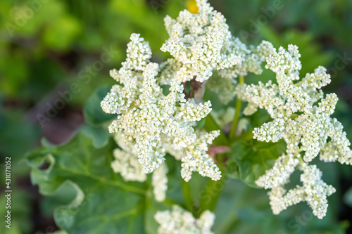 Rheum rhaponticum, rhapontic rhubarb at time of mass flowering. White flowers close-up. Burning with large leaves and an edible stem