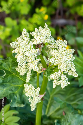 Konstfotografi Rheum rhaponticum, rhapontic rhubarb at time of mass flowering