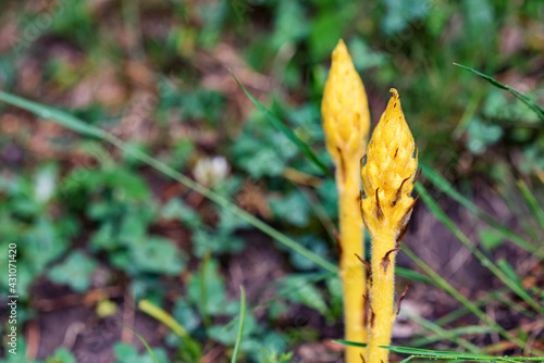 Close up of yellow burgeon of Orobanche in the wild nature photo