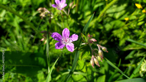 Geranium sylvaticum, the wood cranesbill or woodland geranium close up.