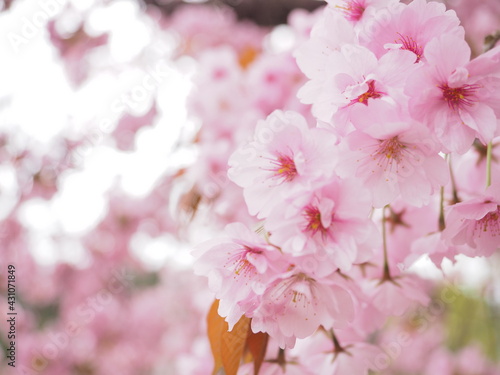 神社に咲く八重桜
