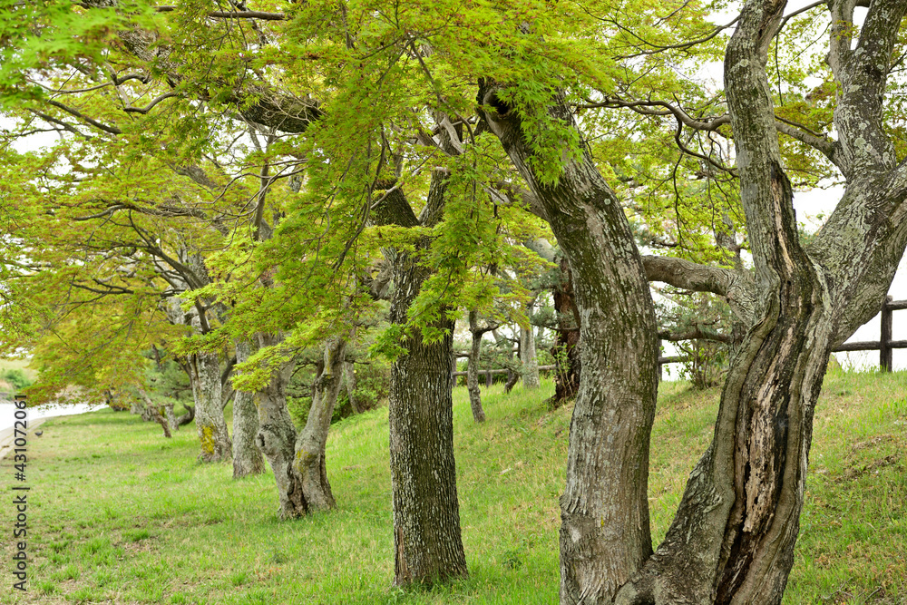 Fototapeta premium 新緑の風景