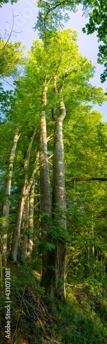 Baum Panorama Hochkant